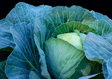 Cabbage hero pic