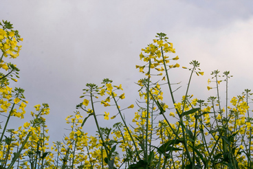 Canola Field FP