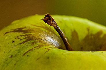 Granny Smith stalk