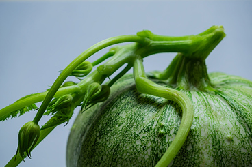zucchini round large