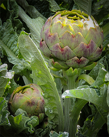 artichokes