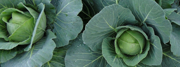 cabbages