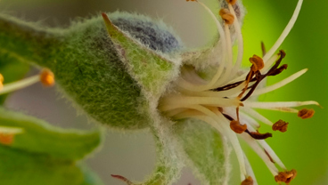 Pink lady apples forming