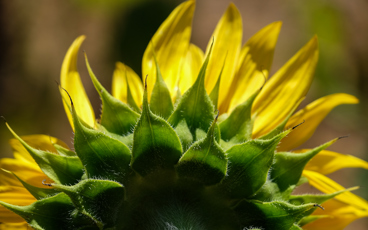 Sunflower back view
