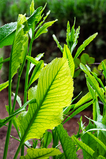 Horseradish spring growth